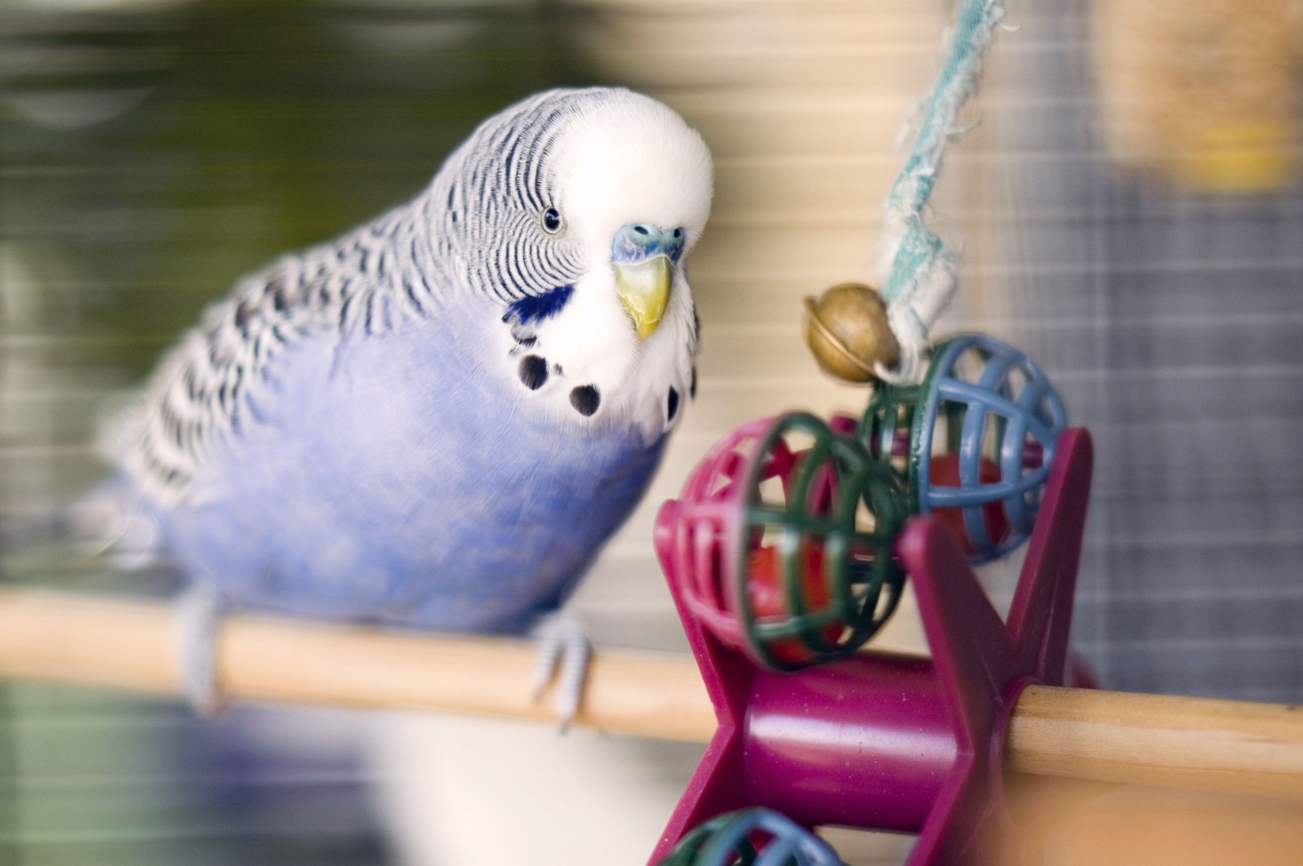 Bird Food Sales Store -Bird Food Sales Store blue budgie with toy 174660818 5b4c1d59c9e77c00376355ff scaled