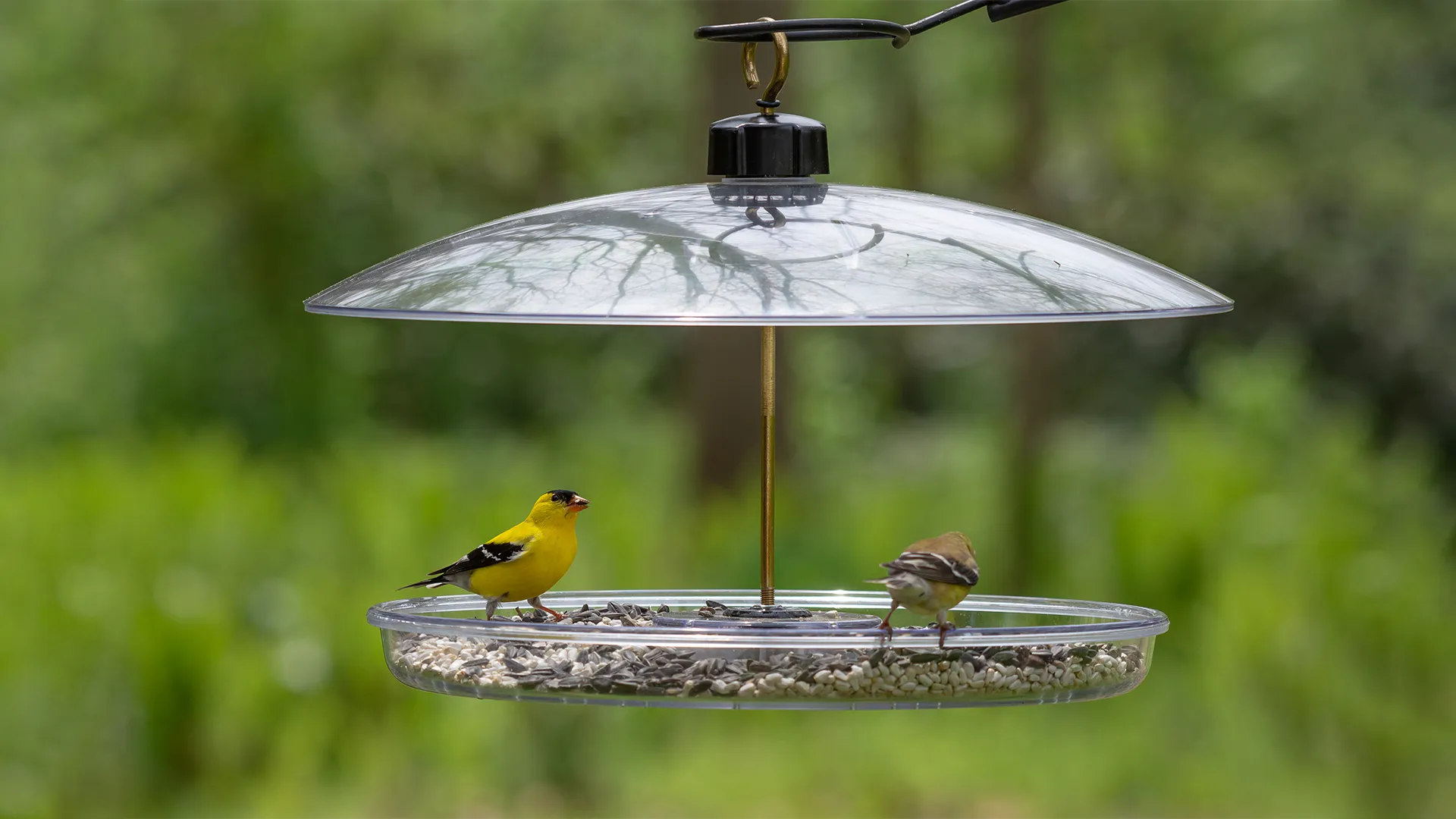Bird Food Sales Store -Bird Food Sales Store the benefits of bird feeding